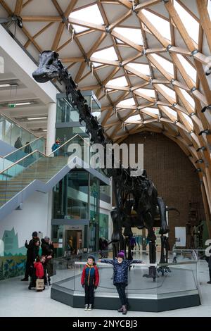 Dippy la réplique de Diplodocus à la galerie d'art et musée Herbert, Coventry, Royaume-Uni Banque D'Images