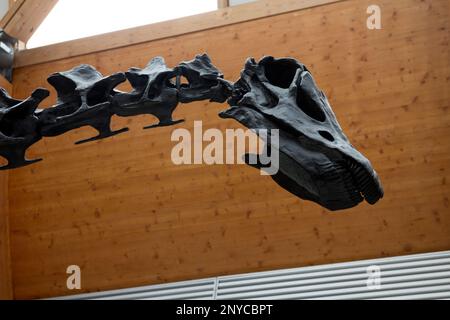 Dippy la réplique de Diplodocus à la galerie d'art et musée Herbert, Coventry, Royaume-Uni Banque D'Images
