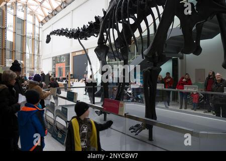 Dippy la réplique de Diplodocus à la galerie d'art et musée Herbert, Coventry, Royaume-Uni Banque D'Images