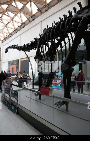 Dippy la réplique de Diplodocus à la galerie d'art et musée Herbert, Coventry, Royaume-Uni Banque D'Images