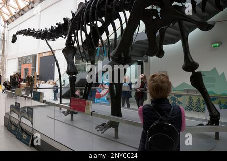 Dippy la réplique de Diplodocus à la galerie d'art et musée Herbert, Coventry, Royaume-Uni Banque D'Images