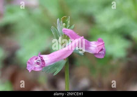 Corydalis solida, communément appelé Corydalis à tubéres solides Banque D'Images