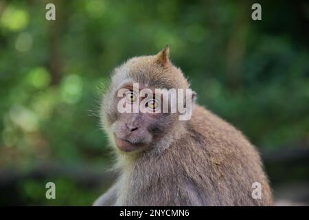 Portrait en gros plan d'un jeune singe cynomolgus regardant directement dans la caméra, la forêt tropicale se diffuse en arrière-plan. Banque D'Images