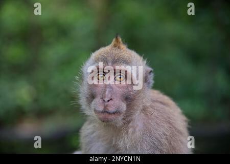 Portrait en gros plan d'un jeune singe cynomolgus regardant directement dans la caméra, la forêt tropicale se diffuse en arrière-plan. Banque D'Images