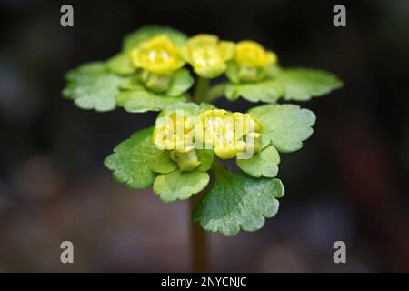 Chrysosplenium alternifolium, connu sous le nom de saxifrage doré à feuilles alternées, une fleur de printemps de Finlande Banque D'Images