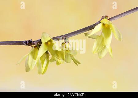 Forsythia ovata, communément connue sous le nom de forsythia coréenne ou forsythia précoce, fleurit en avril Banque D'Images
