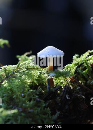 Strobilurus esculentus, communément appelé calotte de sprucecone, champignon sauvage de Finlande Banque D'Images