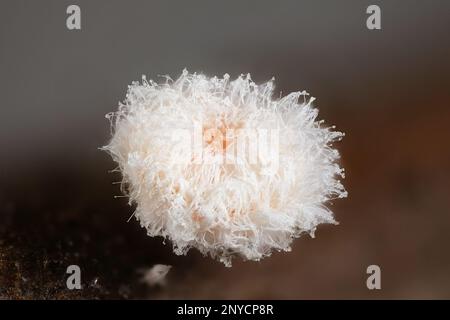 Lachnum bicolor, également appelé Capitotricha bicolor, un dsicomycète de Finlande, image au microscope Banque D'Images