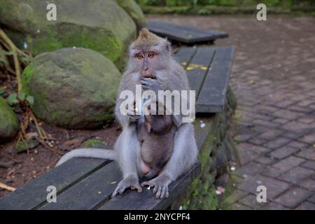 Gros plan d'une mère de singe cynomolgus avec son bébé sur ses genoux assis sur un banc en bois, en arrière-plan le banc en bois et des pierres. Banque D'Images