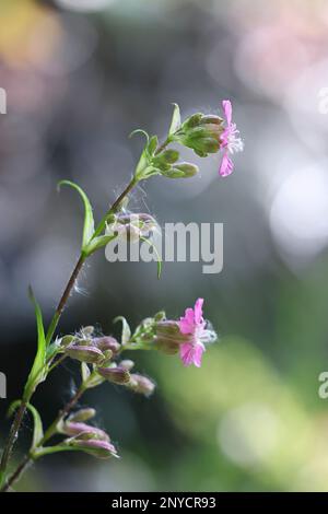 Viscaria vulgaris, également appelée Silene viscaria, communément appelé Sticky Catchfly, cronmy campion, ou Red german Catchfly, fleur sauvage de Finlande Banque D'Images