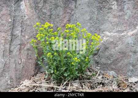 Barbarea vulgaris, communément connu sous le nom de Wintercress, Garden yellowrocket, Herb barbara ou Yellow rocketcress, fleur de printemps sauvage de Finlande Banque D'Images