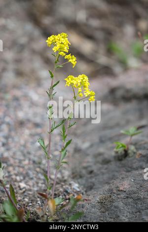 Barbarea vulgaris, communément connu sous le nom de Wintercress, Garden yellowrocket, Herb barbara ou Yellow rocketcress, fleur de printemps sauvage de Finlande Banque D'Images