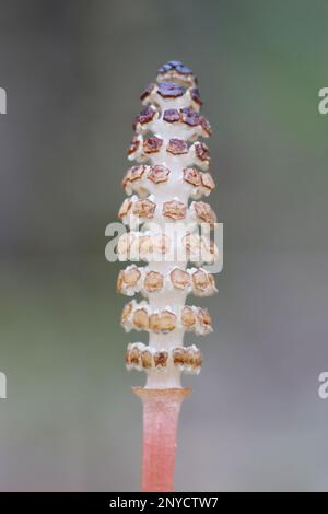 Equisetum arvense, connu sous le nom d'horsetail de champ ou d'horsetail commun, tige de printemps fertile qui pousse en mai en Finlande Banque D'Images