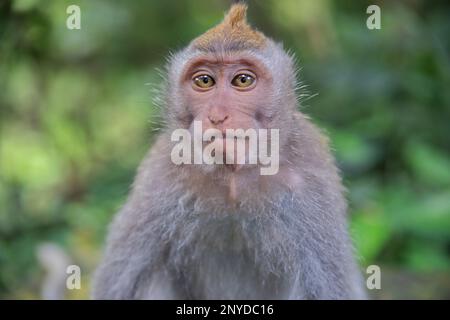 Portrait en gros plan d'un jeune singe cynomolgus regardant directement dans la caméra, la forêt tropicale se diffuse en arrière-plan. Banque D'Images