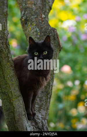 Un chat mignon s'est affainé au-dessus d'une branche. Un bel animal de compagnie grimpe un arbre. Banque D'Images