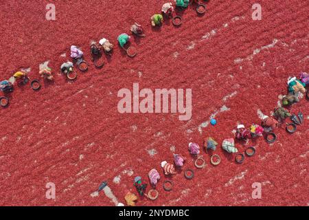 Dhaka, Bangladesh. 27th févr. 2023. Les femmes bangladaises traitent et dessèchent le piment rouge sous le soleil près de la rivière Jamuna à Bogra Bangladesh sur 02 mars 2023. Chaque jour, ils gagnent moins de $1 USD (Taka. 80) après 8 heures de travail par jour. Dans les régions du nord du Bangladesh, la plupart des femmes participent à sa production et à sa transformation, ainsi qu'à leur travail régulier de soins non rémunérés. Dans ce domaine, les femmes ont un accès limité ou inexistant aux marchés ou aux finances; elles ont moins de pouvoir de négociation et moins de revenus. Photo de Habibur Rahman/ABACAPRESS.COM crédit: Abaca Press/Alay Live News Banque D'Images