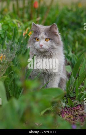 Un espace sûr pour les animaux de compagnie doit d'abord marcher à l'extérieur. Le chat surpris est à l'extérieur dans le jardin pour la première fois. Banque D'Images