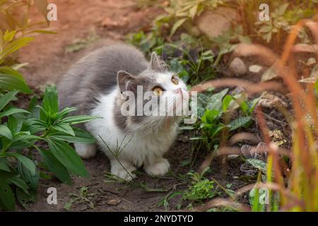 Jeune chat extérieur entre les fleurs d'automne. Magnifique chat en plein air dans le jardin fleuri d'automne. Banque D'Images