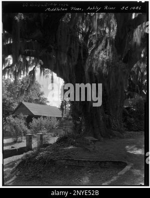 Middleton place, Ashley River vic., comté de Dorchester, Caroline du Sud. Carnegie Etude de l'architecture du Sud. États-Unis Caroline du Sud Dorchester County Ashley River vic, mousse espagnole, arbres. Banque D'Images