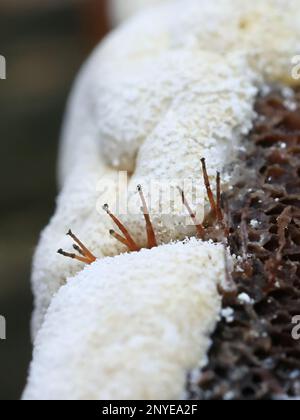 Melanospora lagenaria et Trichoderma pulvinatum parasites d'un champignon polypore en Finlande Banque D'Images