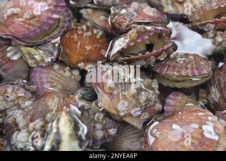 Pétoncles rouges vivants sur le marché des fruits de mer Banque D'Images