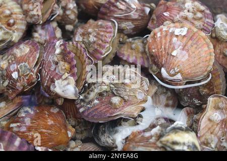 Pétoncles rouges vivants sur le marché des fruits de mer Banque D'Images