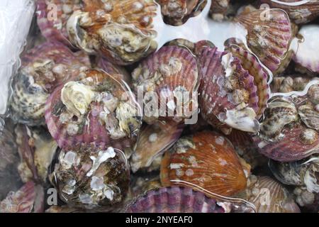 Pétoncles rouges vivants sur le marché des fruits de mer Banque D'Images