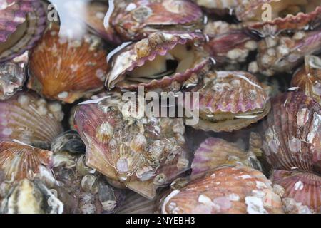 Pétoncles rouges vivants sur le marché des fruits de mer Banque D'Images