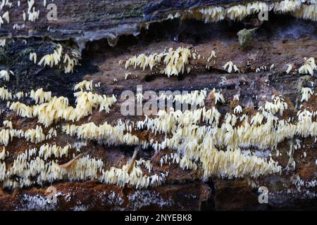 Mucronella calva, communément appelé champignon de la colonne vertébrale Banque D'Images