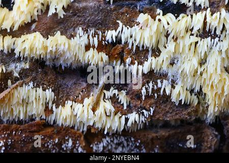 Mucronella calva, communément appelé champignon de la colonne vertébrale Banque D'Images