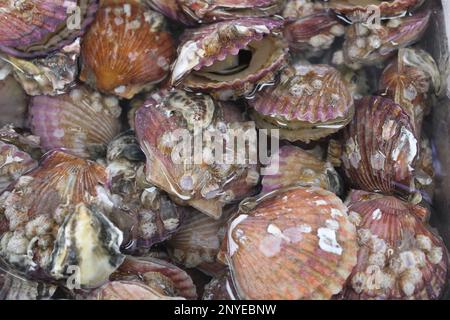 Pétoncles rouges vivants sur le marché des fruits de mer Banque D'Images