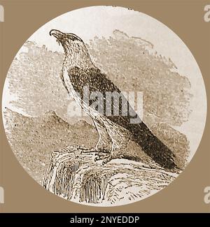 Gypaetus barbatus - Une illustration de 19th siècle d'un Lammergeier (également connu sous le nom de Vulture d'agneau, la vautour barbeuse, Vultur barbatus , ou Ossifrage,) il a diverses épellations. Banque D'Images
