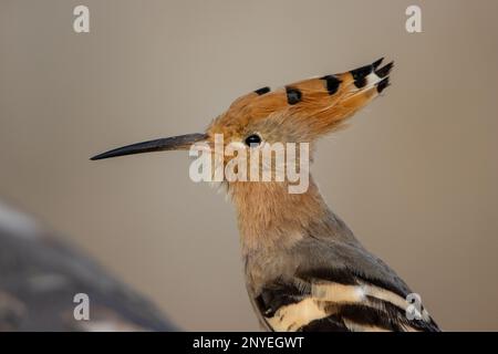 Gros plan sur le Hoopoe eurasien (Upupa epops) Banque D'Images