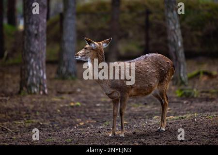 Un jeune cerf debout dans un petit défrichement au milieu d'un paysage forestier dense Banque D'Images