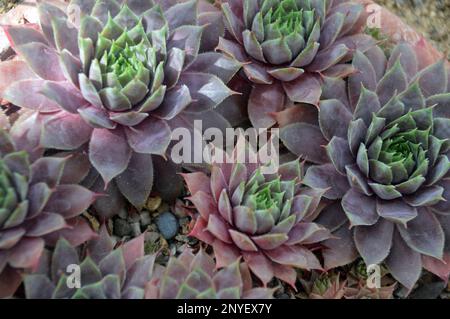 Sempervivum 'Twilight Blue' (Houseleek) cultivé dans la Maison alpine à RHS Garden Harlow Carr, Harrogate, Yorkshire, Angleterre. Banque D'Images