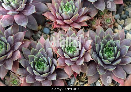 Sempervivum 'Twilight Blue' (Houseleek) cultivé dans la Maison alpine à RHS Garden Harlow Carr, Harrogate, Yorkshire, Angleterre. Banque D'Images