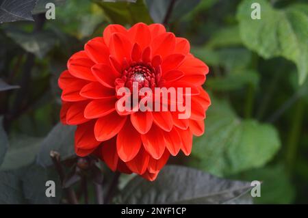 Fleur unique de Dahlia rouge 'Mountain of Fire' cultivée à RHS Garden Harlow Carr, Harrogate, Yorkshire. Angleterre, Royaume-Uni. Banque D'Images