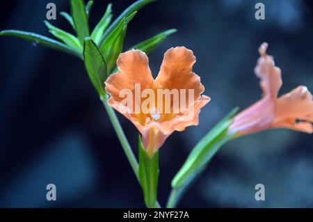 Orange Mimulus aurantiacus (Bush Monkey Flower) cultivé à RHS Garden Harlow Carr, Harrogate, Yorkshire. Angleterre, Royaume-Uni. Banque D'Images