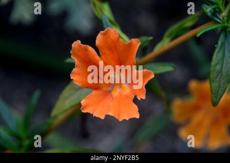 Orange Mimulus aurantiacus (Bush Monkey Flower) cultivé à RHS Garden Harlow Carr, Harrogate, Yorkshire. Angleterre, Royaume-Uni. Banque D'Images