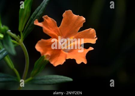 Orange Mimulus aurantiacus (Bush Monkey Flower) cultivé à RHS Garden Harlow Carr, Harrogate, Yorkshire. Angleterre, Royaume-Uni. Banque D'Images