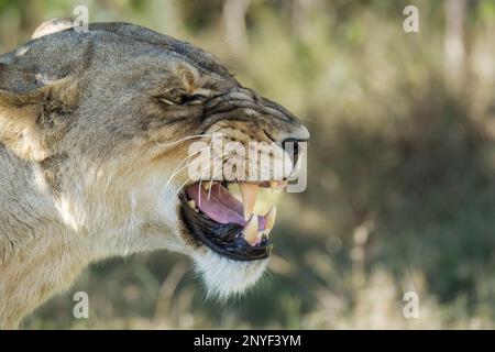 Rugissement de lionne, Panthera leo, portrait de visage, tête, oreilles, vue latérale. comportement agressif, arrière-plan flou. Delta de l'Okavango, Botswana, Afrique Banque D'Images