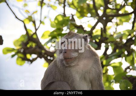 Portrait en gros plan d'un singe cynomolgus mâle adulte regardant sur le côté, des branches diffuses et un ciel lumineux en arrière-plan. Banque D'Images