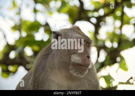 Portrait en gros plan d'un singe cynomolgus mâle adulte regardant sur le côté, des branches diffuses et un ciel lumineux en arrière-plan. Banque D'Images