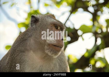 Portrait en gros plan d'un singe cynomolgus mâle adulte regardant sur le côté, des branches diffuses et un ciel lumineux en arrière-plan. Banque D'Images