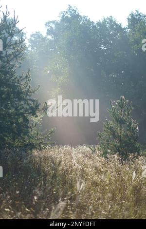 Les rayons du soleil pénètrent dans la forêt feuillue de couleur automnale dans le brouillard et jettent des ombres sur les arbres Banque D'Images