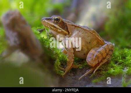 une grenouille brune se trouve dans une forêt de feuillus Banque D'Images