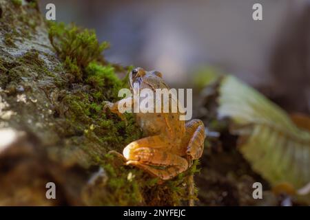 une grenouille brune se trouve dans une forêt de feuillus Banque D'Images