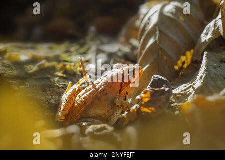 une grenouille brune se trouve dans une forêt de feuillus Banque D'Images