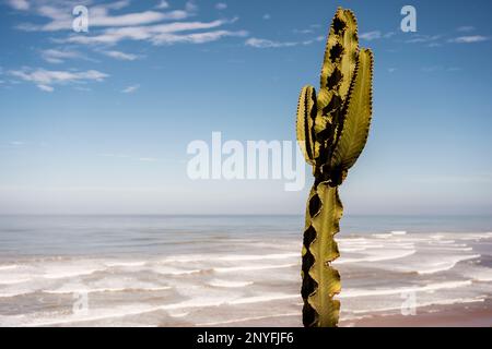 Cactus vert vif aux épines vives qui poussent sur une plage de sable près de la mer mousseuse et du ciel bleu en Mauritanie Banque D'Images