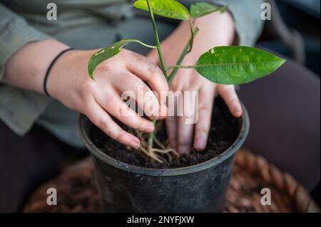 femme en gros plan rempot une plante de fruit de la passion dans un pot noir rond debout sur une table, pas de visage visible, tir vertical Banque D'Images